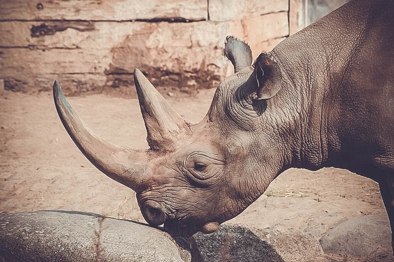 <p>На аукционе в США продали разрешение на отстрел находящегося на грани исчезновения черного носорога за 350 тысяч долларов. Деньги пойдут на нужды фонда защиты животных Намибии.</p>