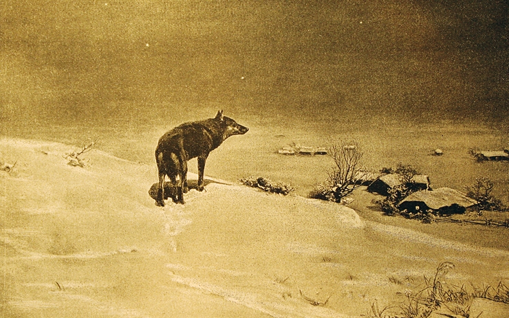<p>Волк – хищник, который встречается практически во всех лесах России. Он очень сильный и подвижный зверь - пробегает в сутки до 25-40 км, может унести в логово овцу, закинув на спину. </p>