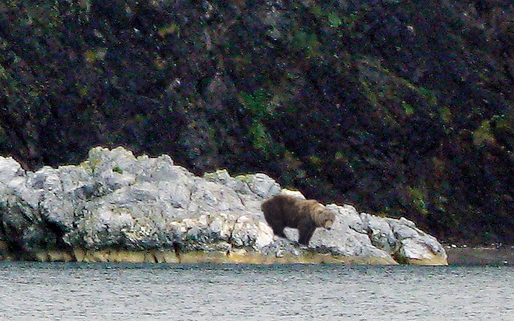 <p>Встреча с медведем на реке Куре</p>