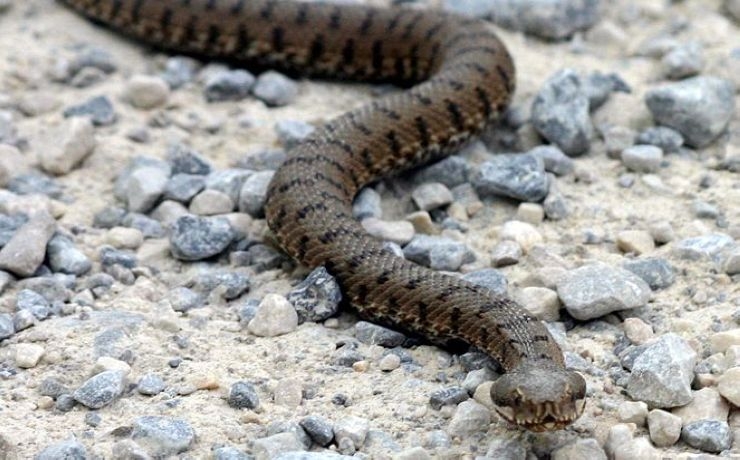 <p>Американец, который вел на канале National Geographic программу Snake Salvation, погиб от укуса змеи в штате Кентукки</p>
