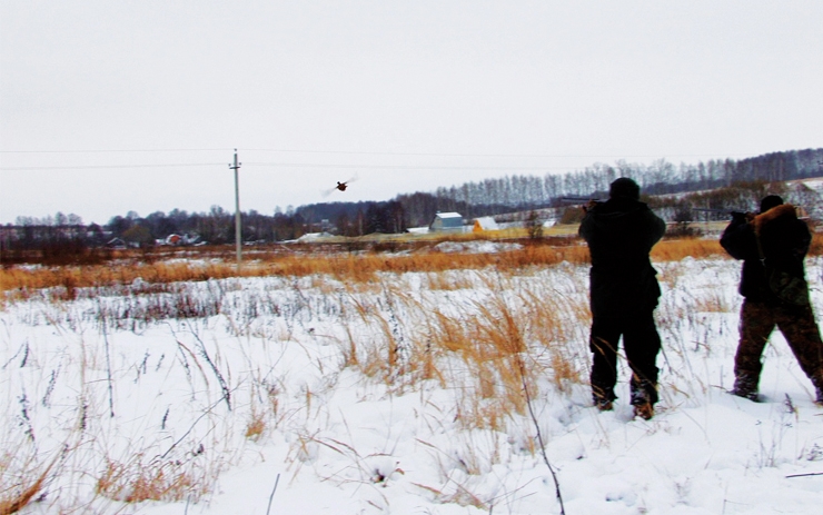 <p>Всё больше охотничьих хозяйств России, расположенных преимущественно вблизи крупных городов, занимается разведением фазана.</p>