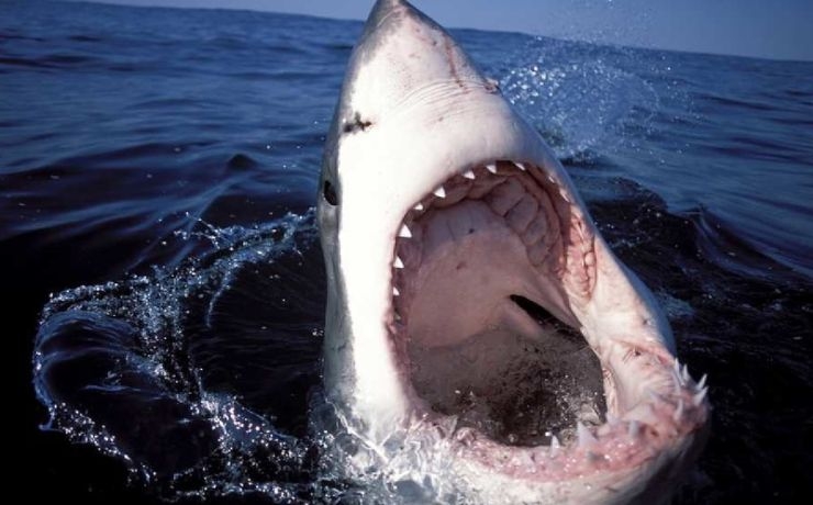 <p>Два человека погибли после нападения акул</p>