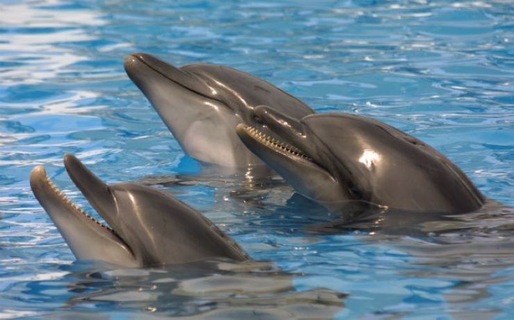 <p>20 дельфинов и десять морских львов  займутся тестированием нового антирадара</p>