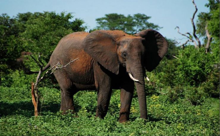 <p>По мнению специалистов, в будущем могут исчезнуть слоны, бегемоты и медведи</p>