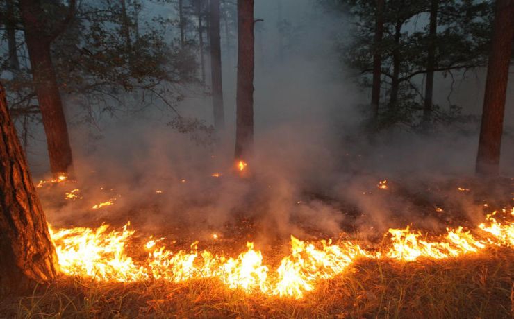 <p>В Ереминском участковом лесничестве выгорело 38 гектаров леса</p>