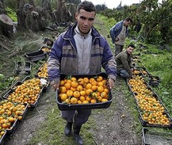 <p>Министерство сельского хозяйства Грузии заявило о готовности увеличить экспорт сельскохозяйственной продукции в Россию, а также о возможности расширения списка экспортируемых товаров.  </p>