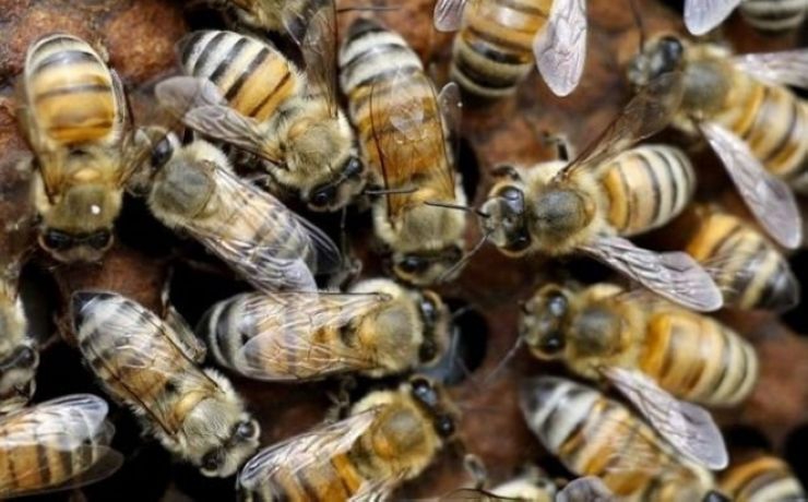 <p>Паразит Nosema ceranae, смертельно опасный для пчел, из-за глобальных климатических изменений, может расселиться на новых для него территориях</p>
