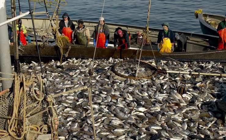 <p>Как сообщила пресс-служба Росрыболовства, к февралю 2015 года, объем выловленной рыбы вырос на 0,3 процента</p>