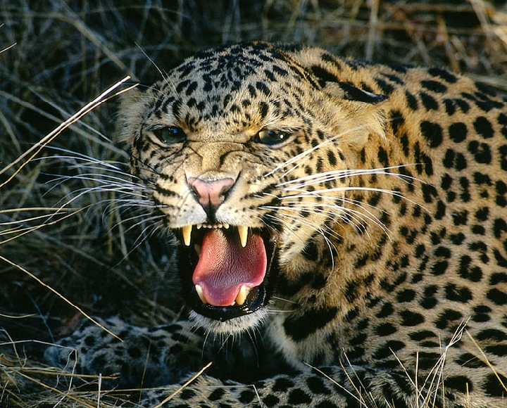 Мцыри из лермонтовской поэмы боролся именно с переднеазиатским леопардом.