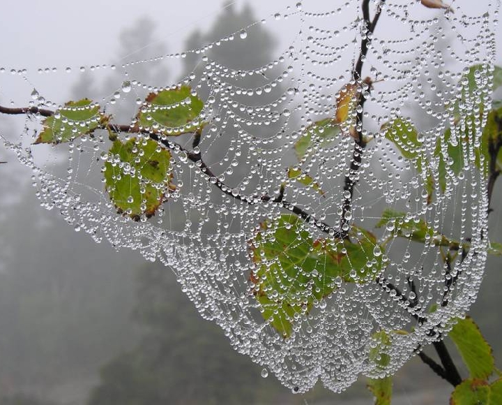 Осаки использовал для получения волокон паутины 300 самок пауков вида Nephila maculate...