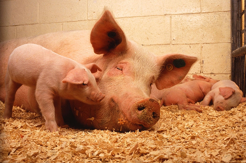 <p>Сегодня российские власти запретили поставки литовской свинины в связи с распространением на территории этой страны африканской чумы свиней</p>