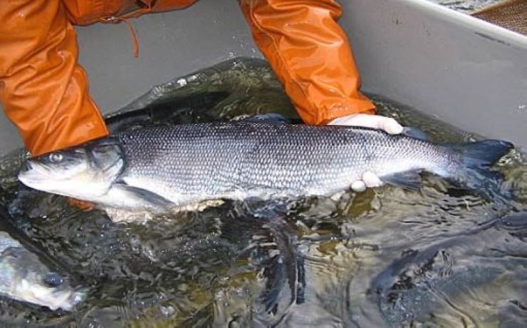 <p>Идея разведения нельмы возникла у финского исследовательского института рыбного хозяйства в Лаукка еще в 2010 году</p>