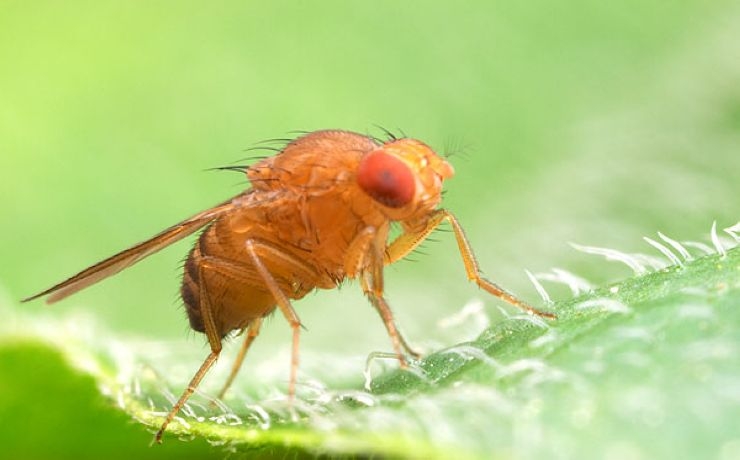 <p>Человечество привыкло считать, что насекомые являются примитивными существами, способными реагировать на раздражители инстинктивно</p>