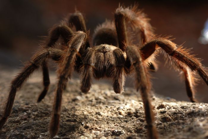 <p>В последнее время жители Южного Урала все чаще сталкиваются с ядовитыми тарантулами, которые перебираются на север в связи с глобальным потеплением.</p>
