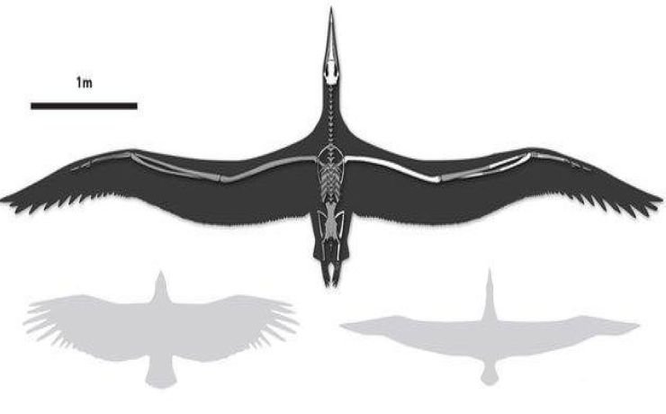 <p>Вес Pelagornis sandersi достигал 40 килограммов, а размах крыльев - семи метров</p>