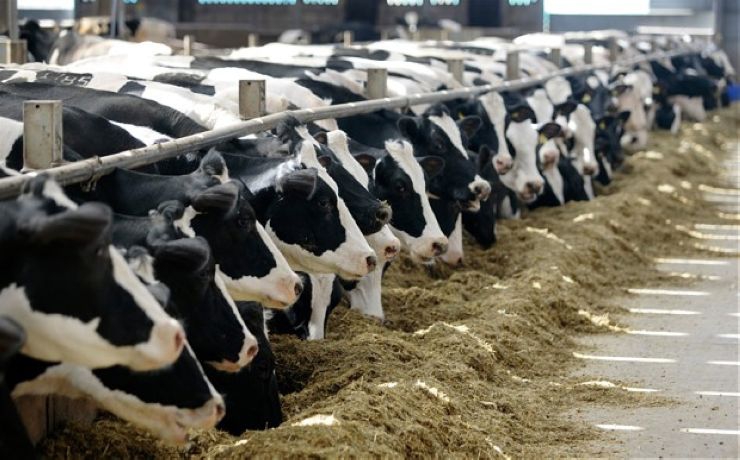 <p>Дэвид Хэндли жалуется, что производимое местными аграриями молоко просто некуда сбывать</p>