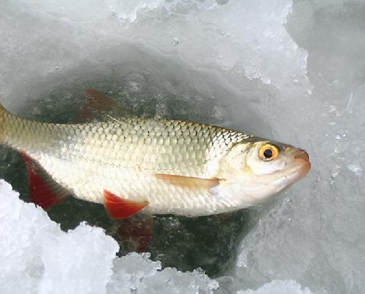 Рыболов, провалившийся под лёд, может распугать рыбу на территории в 500 кв.м.